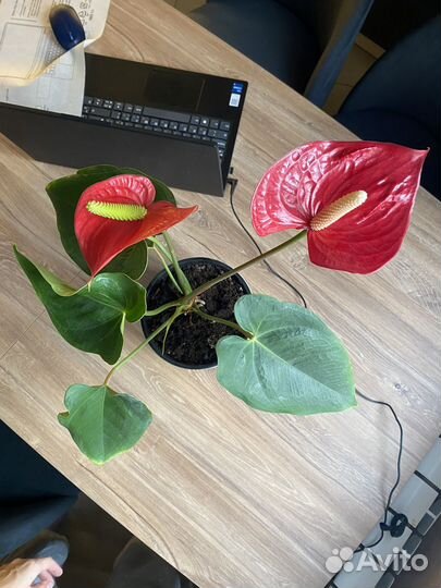 Антуриум Рэд комнатный цветок