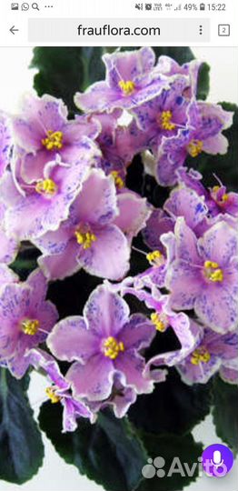 Сортовые фиалки