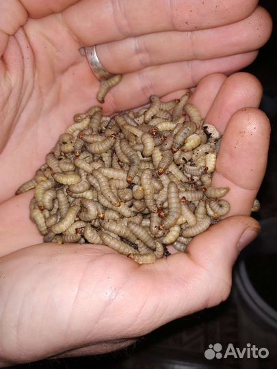 Восковая моль, Огневка