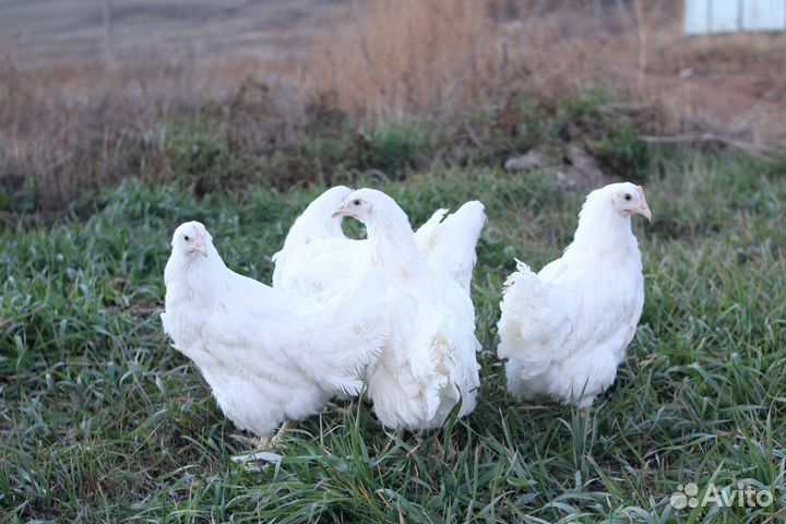 Куры несушки Хайсексы, Ломаны, Доминанты