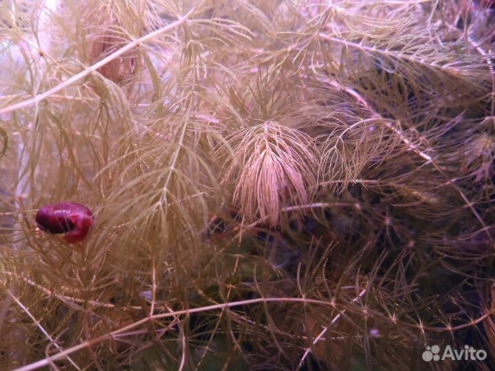 Роголистник