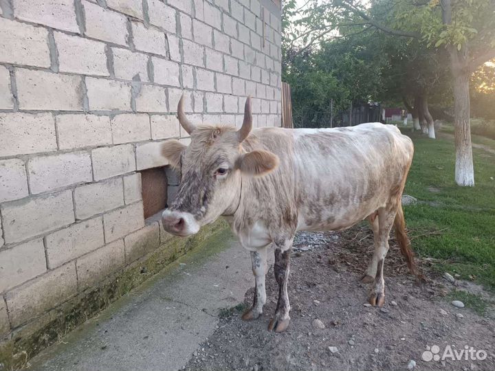 Корова дойная