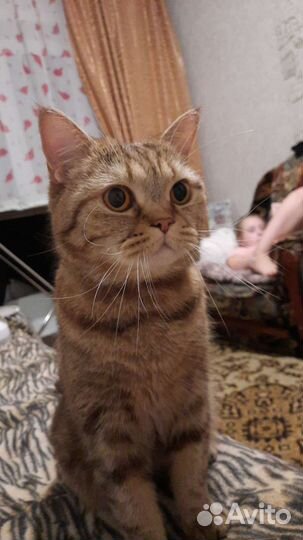 Кошки породистые бесплатно