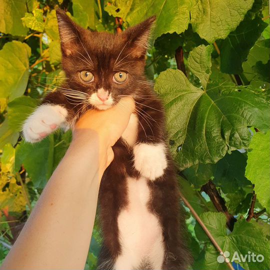 Котенок в дар