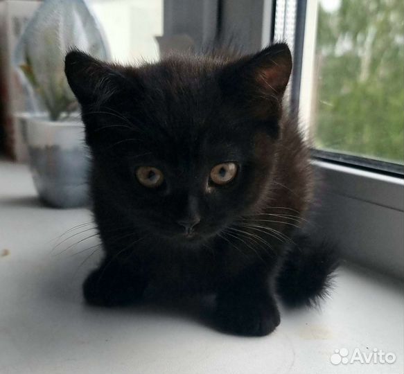 Кошка, котенок в добрые руки