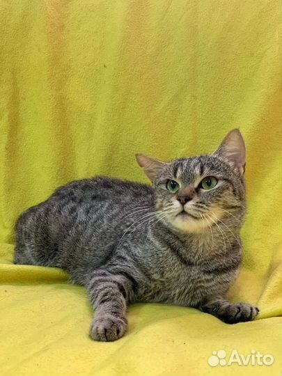 Кошка в дар