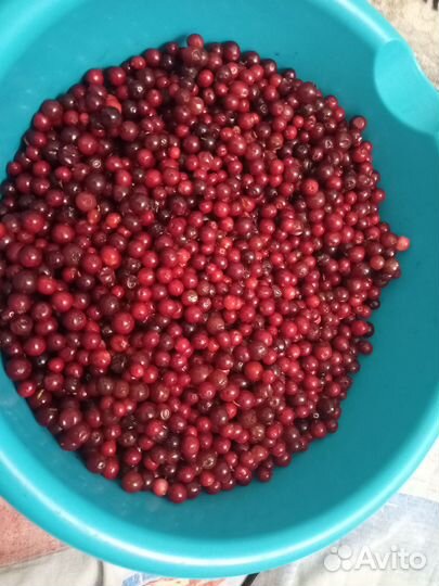 Грибы, ягоды, варенье, хреновая закуска