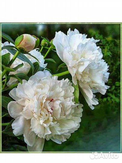 Пион айсберг