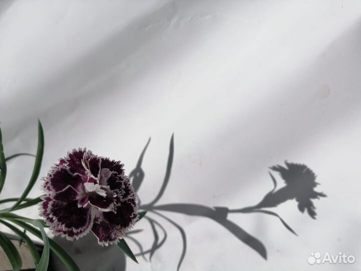 Гвоздика Софи 0,3-0,5