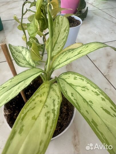 Комнатные цветы