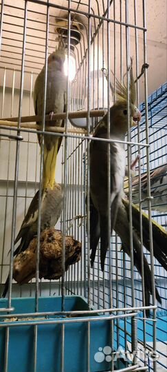 Попугай корелла нимфа