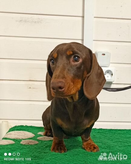 Карликовая шоколадная такса подрощеный мальчик