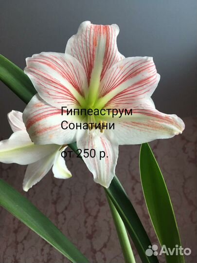 Продам цветы комнатные