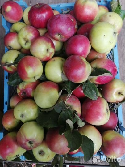 Яблоки домашние