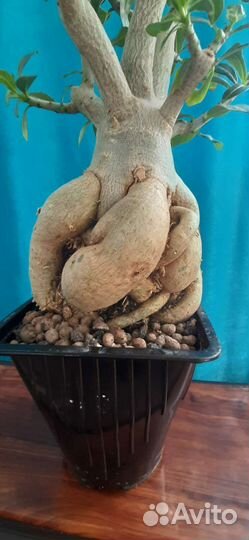 Адениум Обесум