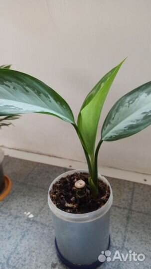 Комнатные цветы