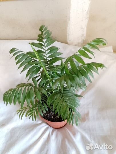 Пальма хамедорея