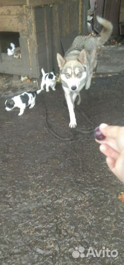 Девочка Молли ищет дом