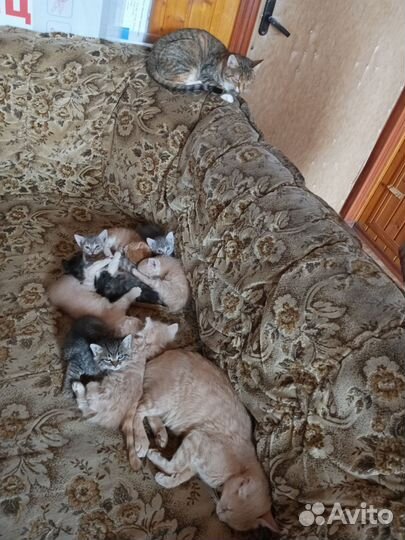 Котята в добрые руки бесплатно