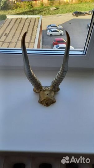 Рога косули