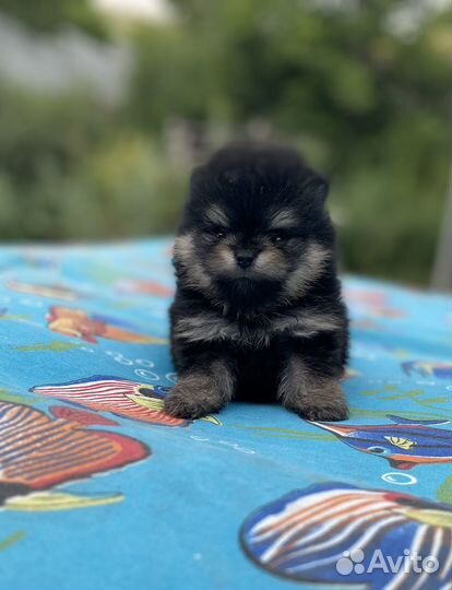 Померанский шпиц