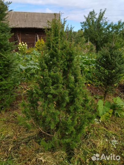 Можжевельник обыкновенный