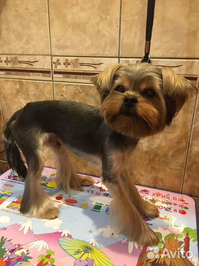 Стрижка собак