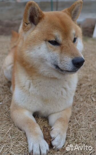 Кобель для вязки сиба ину