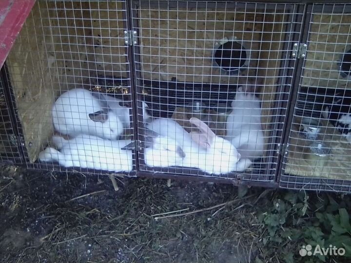 Калифорнийские кролики