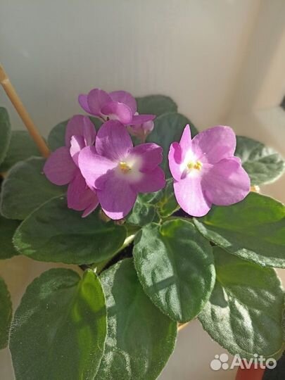 Комнатные цветы цветущие