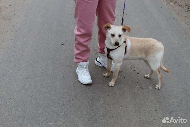 Пес для дома