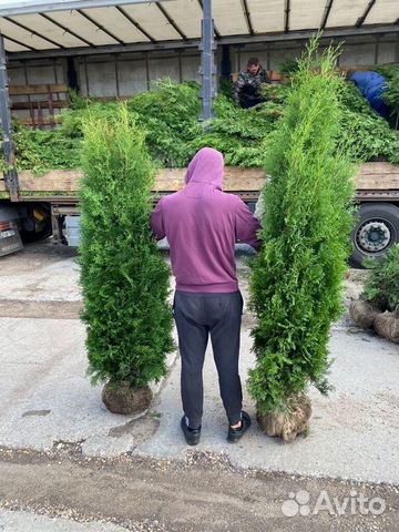 Туя смарагд 1,2 м