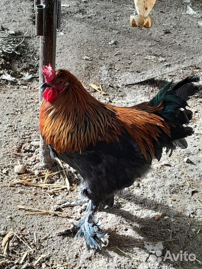 Птицы домашние куры