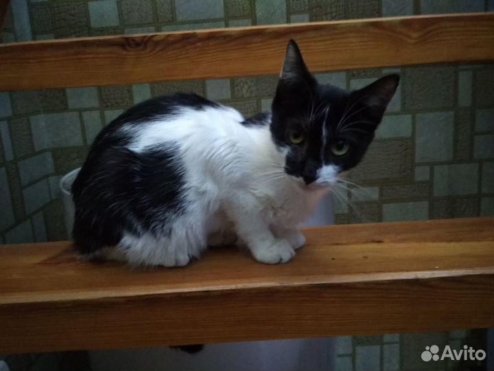 Котята ищут себе семью