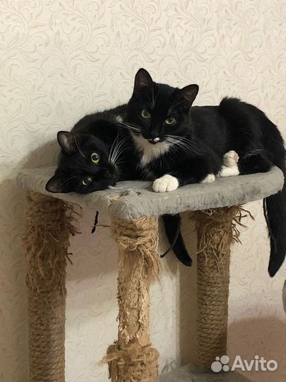 Стерилизованные брат и сестра 10 месв хорошие руки