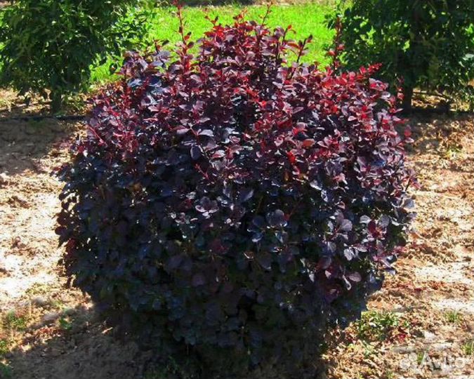 Пузыреплодник