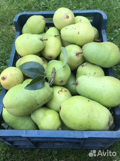 Груши домашние