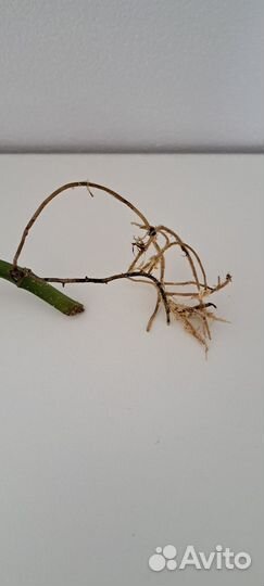 Монстера Эскелето