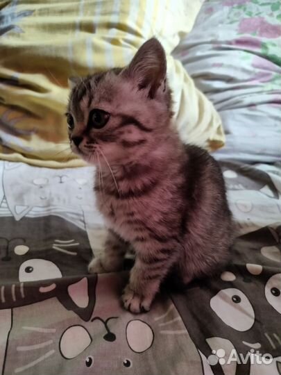Шотландские котята