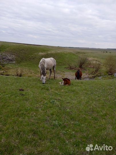 Коровы, кобылы, телята