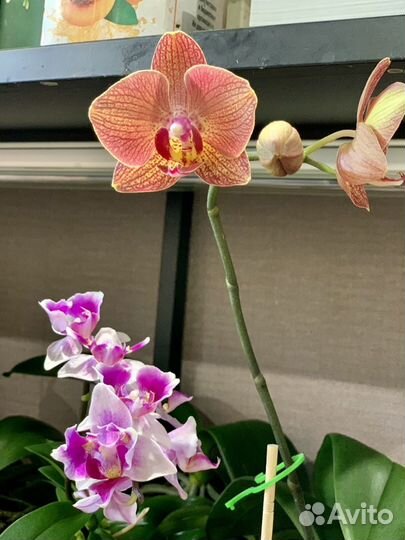 Орхидея фаленопсис