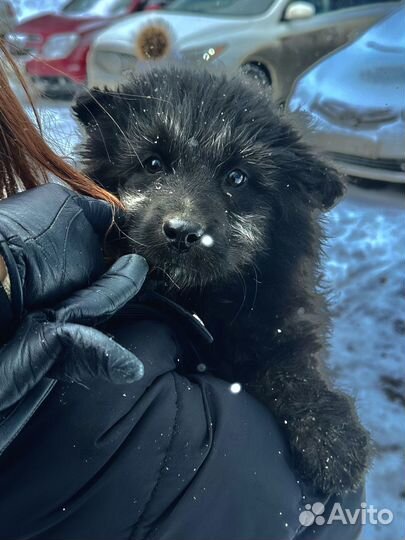 В самые добрые руки щенок