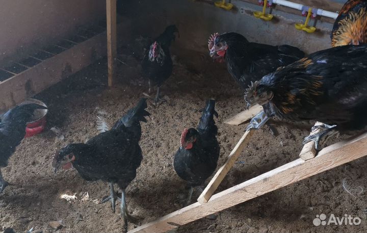 Молодые петушки