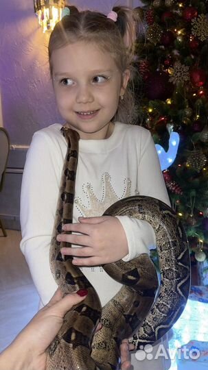 Аренда змей для фотосессии