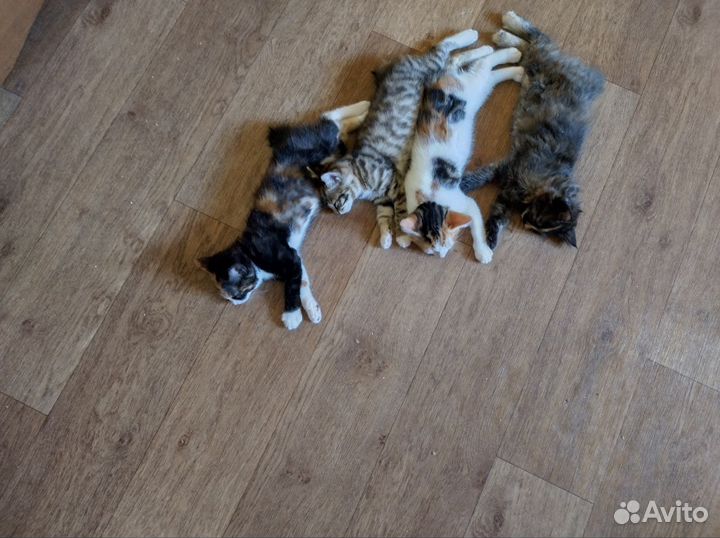 Котенок Курильский бобтейл