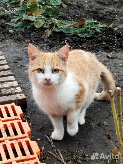 Кошки в добрые руки бесплатно