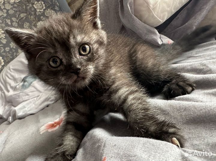 Шотландские прямоухие котята