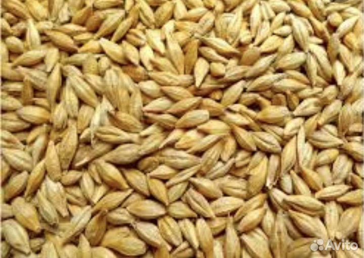 Зерно пшеница ячмень