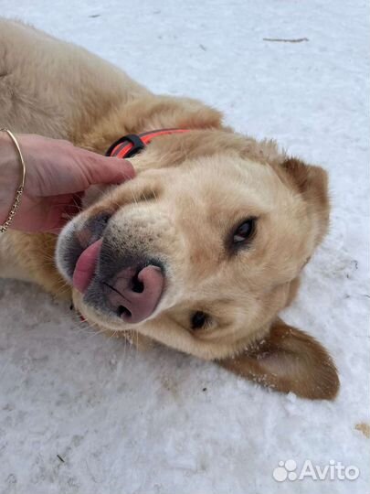 Ласковый Малыш