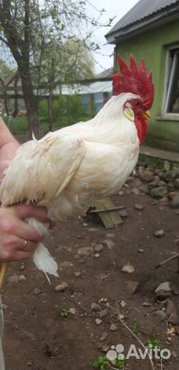 Петух леггорн